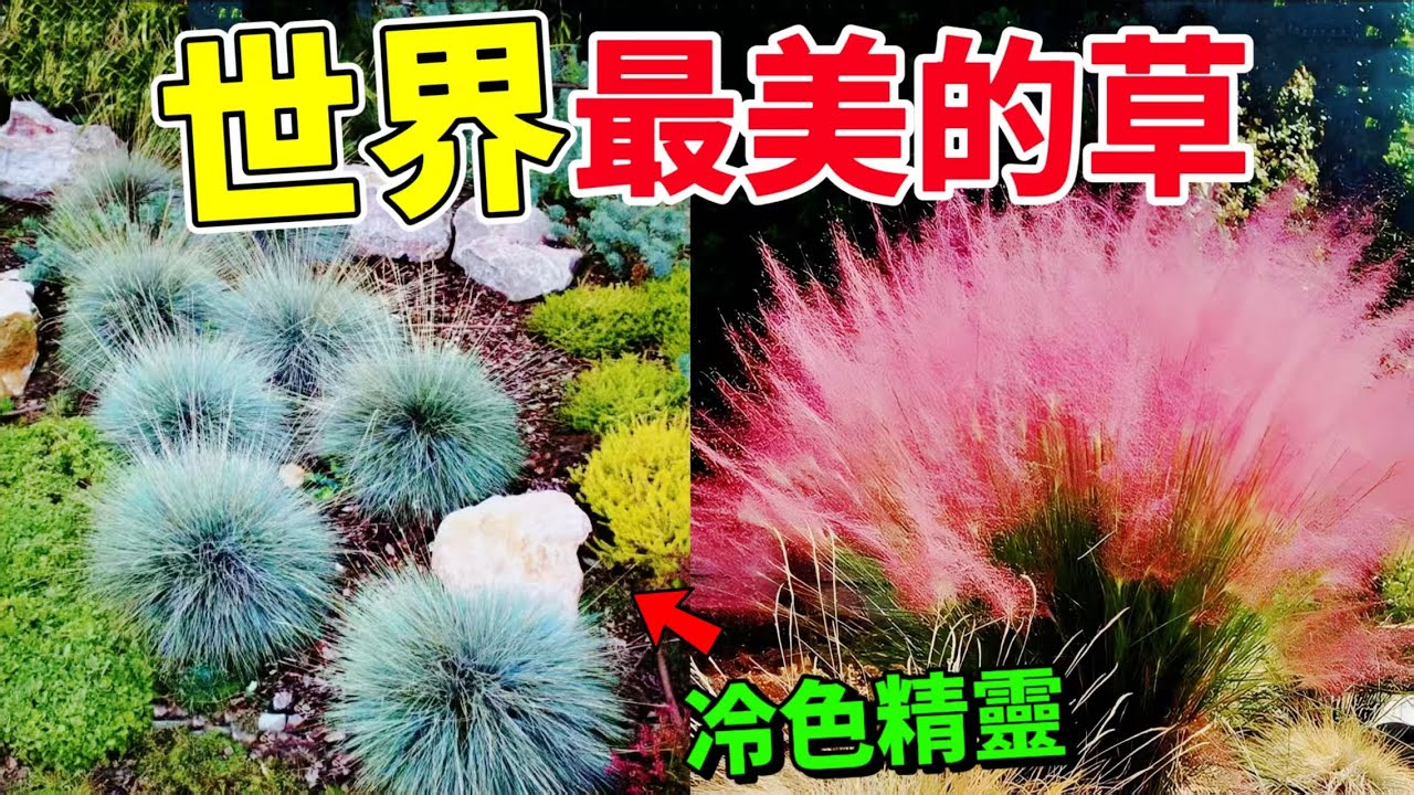 全世界最美的十種草，平凡的小草竟擁有驚艷世界的美麗，神奇的觀賞草 #草 #top10 #植物 #世界之最 #草本植物 #漲知識 #觀賞草