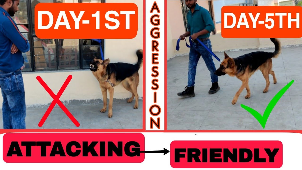 German shepherd Aggression Control- 5th Day Dog Training: Creating Environment For First Walk -Hindi