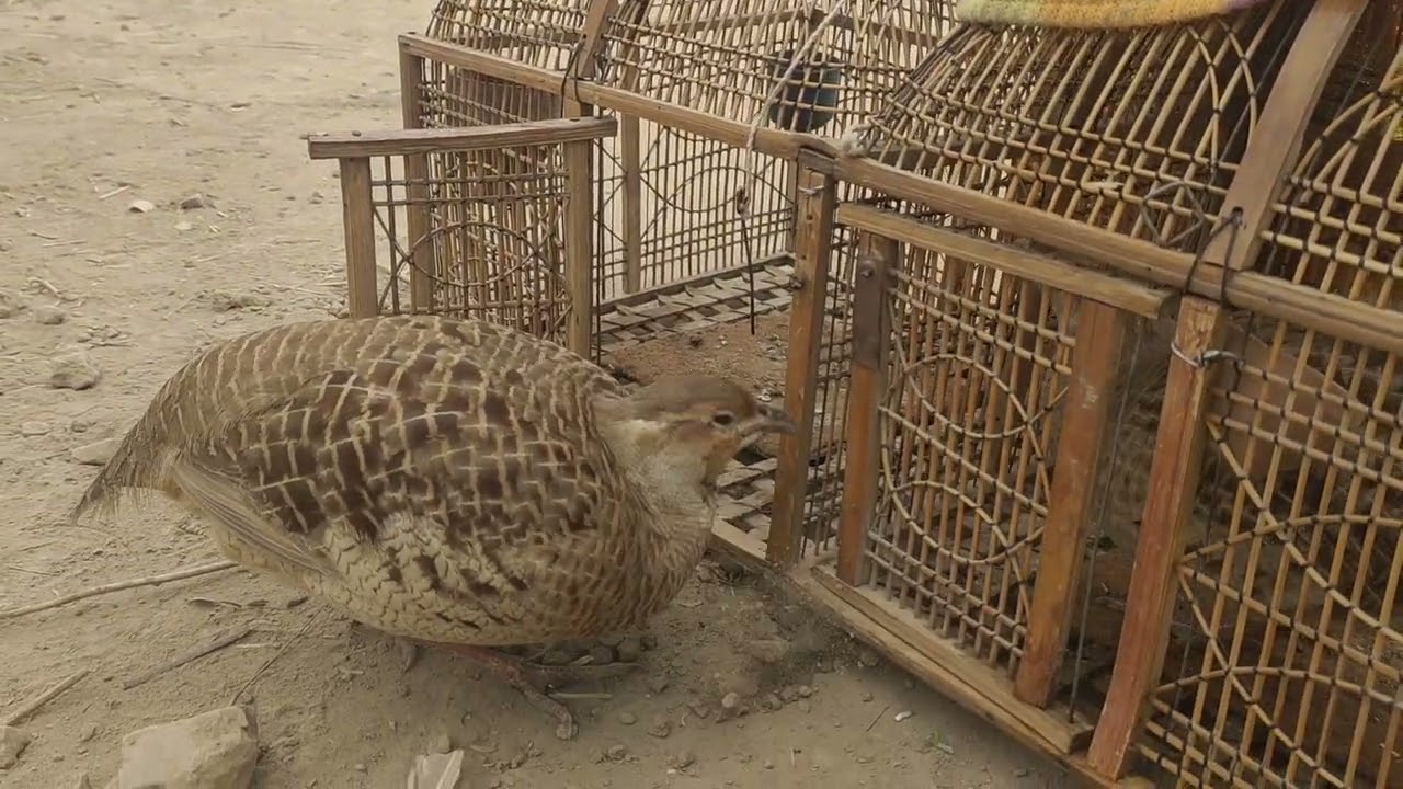 Dakhni beautiful ❤️ teetar please subscribe सुंदर तीतर एक सुंदर पक्षी🙏