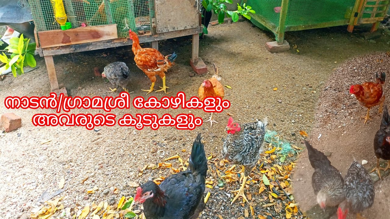 കോഴികളുടെ ഡേ ഇൻ മൈ ലൈഫ് കാണാം🐔അവർക്ക് കൊടുക്കുന്ന സ്പെഷ്യൽ തീറ്റ🧆 അവരുടെ മുട്ടകളു🥚👌🥚