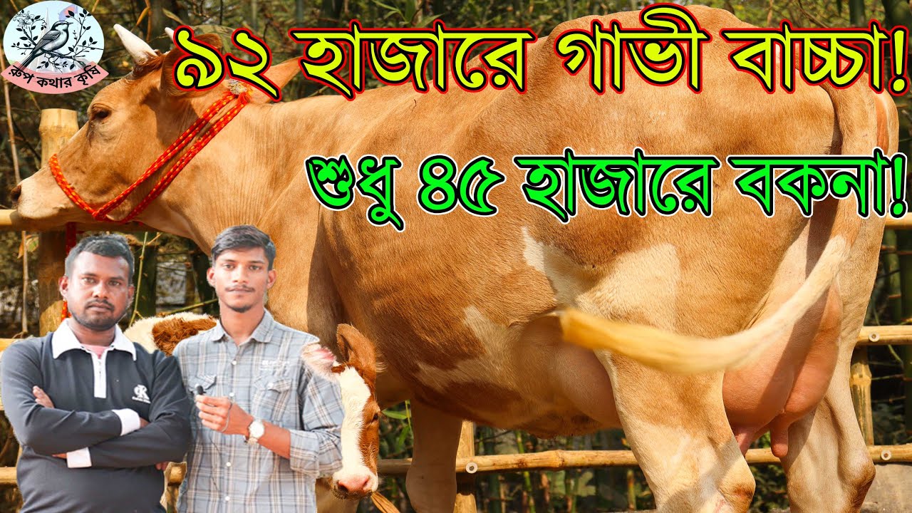সিরাজগঞ্জ জেলার সবার প্রিয় রুবেল ভাইয়ের প্রতিবেদন।শুধু ৪৫হাজারে বকনা!৯২ হাজারে গাভী বাচ্চা।রুপকথার