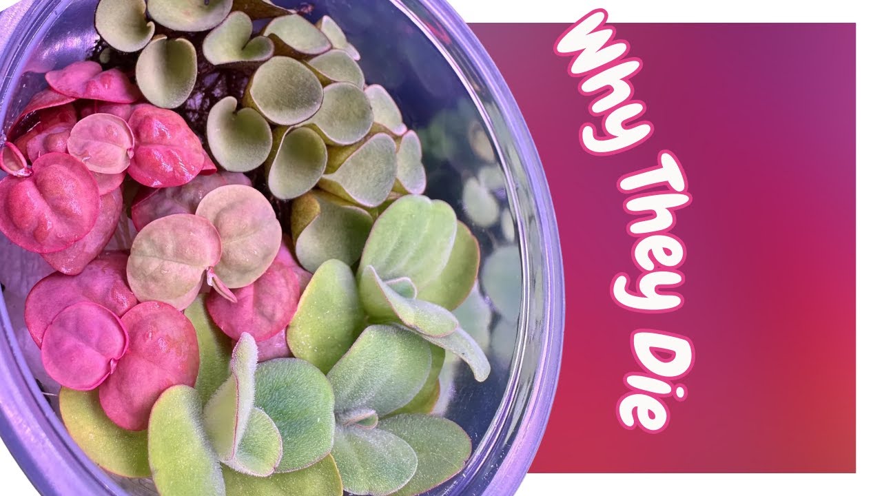 Why Your Floating Plants Are Dying
