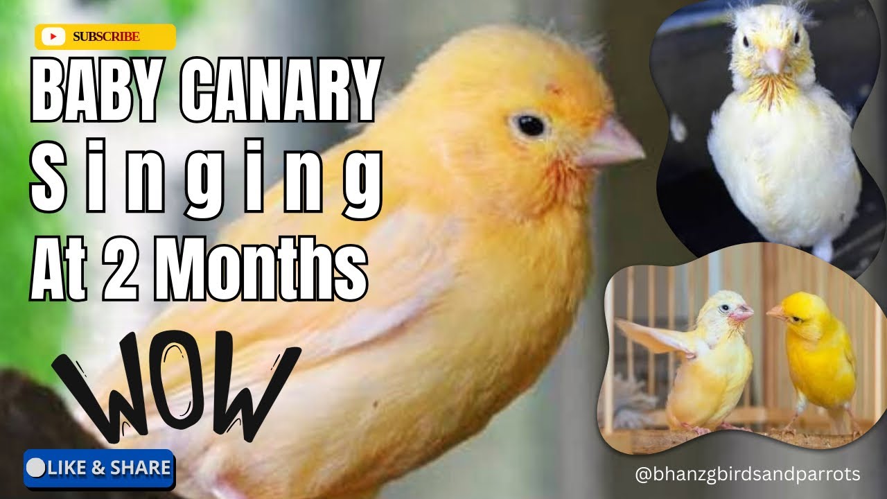 BABY CANARY STARTS SINGING AT 2 MONTHS | 2 MONTHS BABY CANARY SINGING
