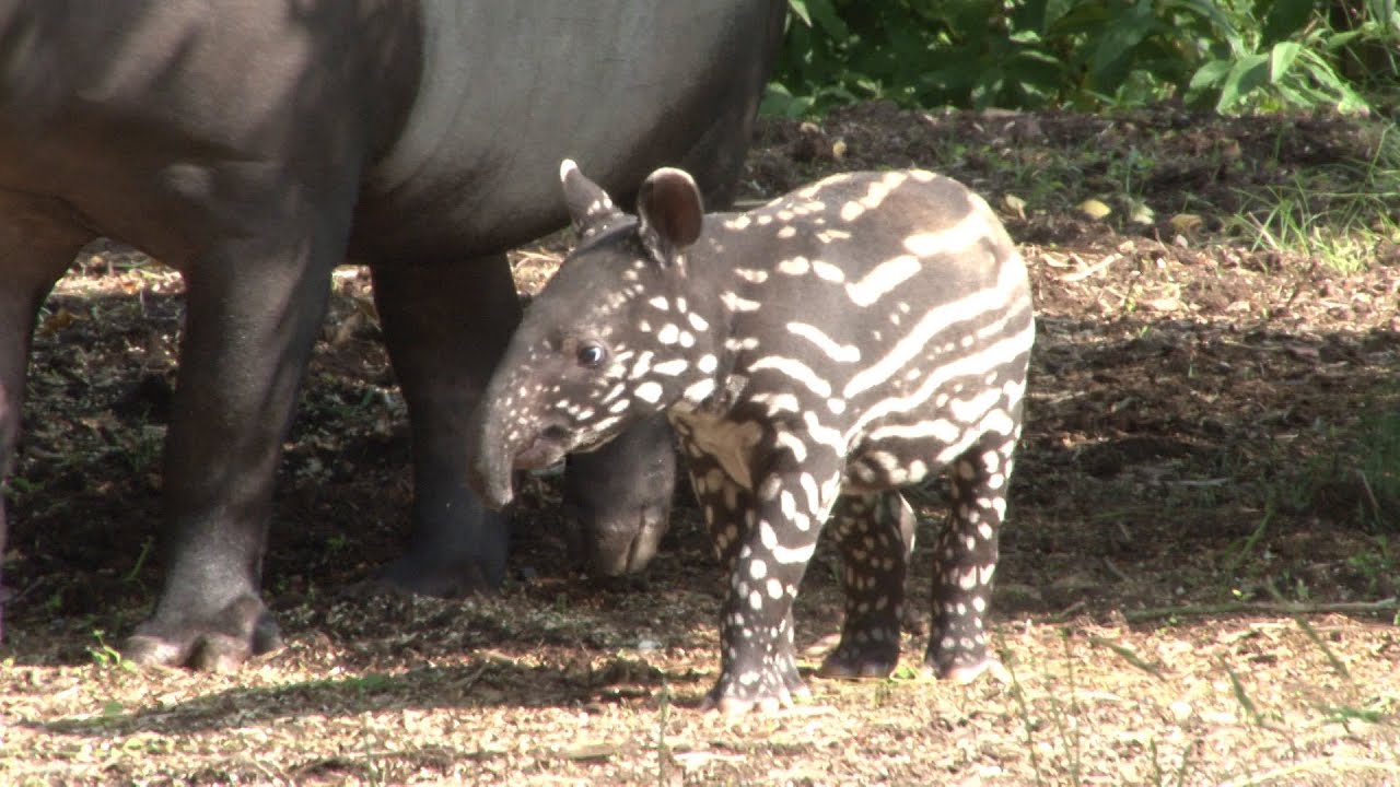 Say hello to Adi the baby tapir!