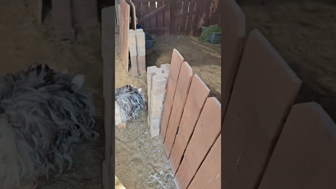 Why I prefer hardware cloth over chicken wire.