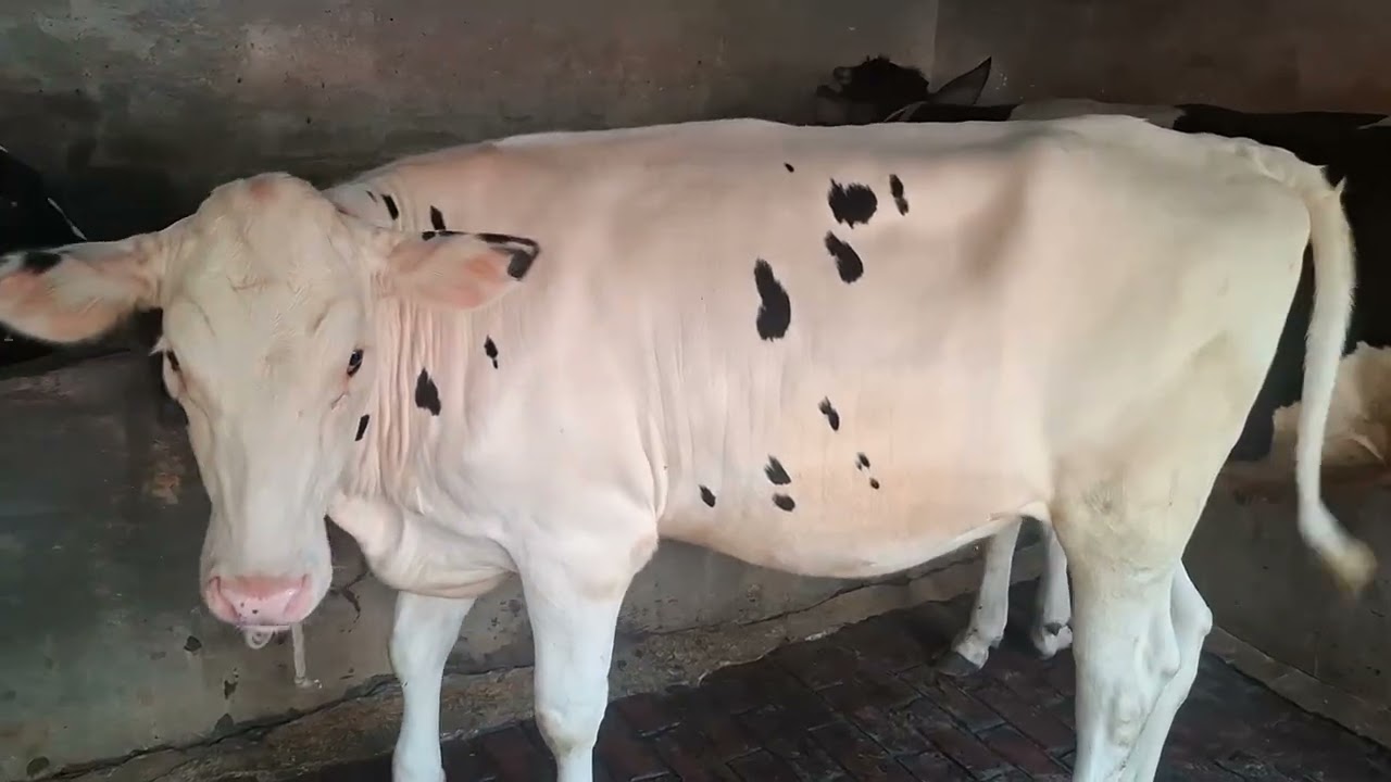  মুন্ডি জাতের বকনা বাচ্চা বিক্রি করা হবে। যোগাযোগ করুন ০১৭৫১৮৪৮৮৯০। ইমু,হোয়াটস অ্যাপ