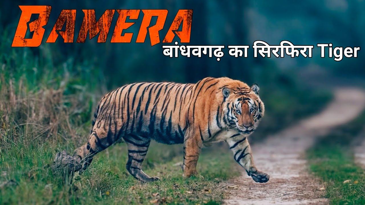 पहले बाप और भाई को मारा, फिर Jobhi Tiger कि आंख फोड़ दी || The True Story Of Bamera Tiger ||