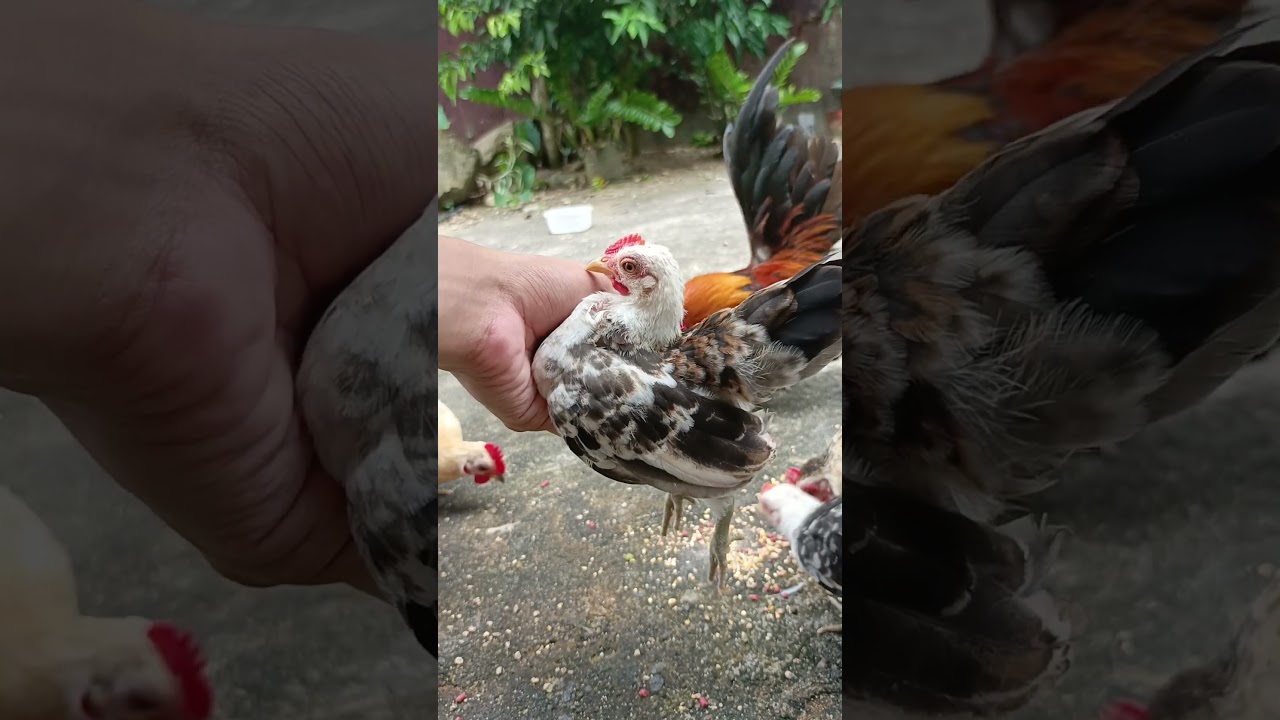 50 days old serama bantam