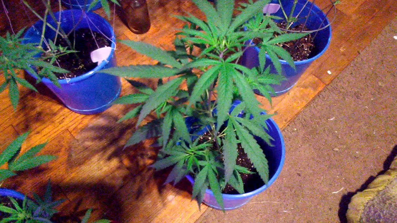 Update key lime fusion one week into flowering