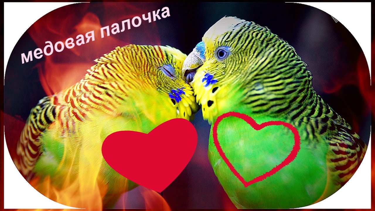 Медовая Палочка для Попугая (Лайфхак)