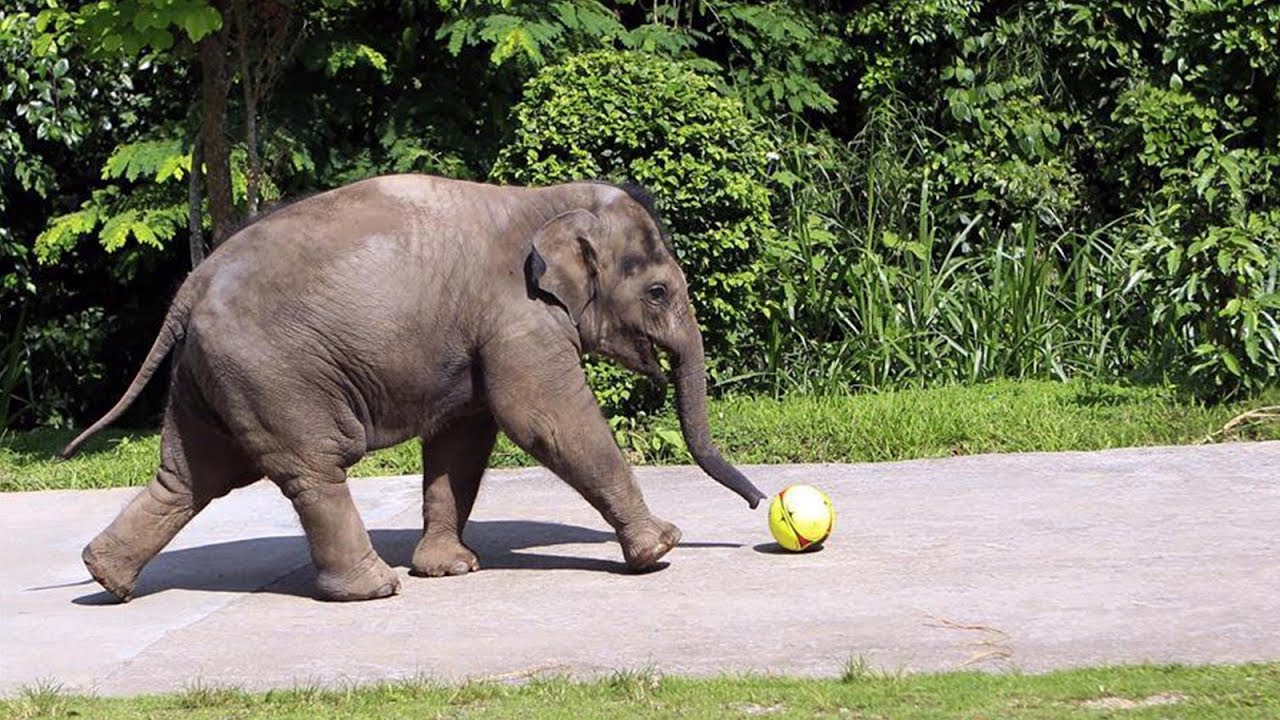 Live: World Elephant Day! See a celebrity elephant's birthday bash in China世界大象日探访网红小象