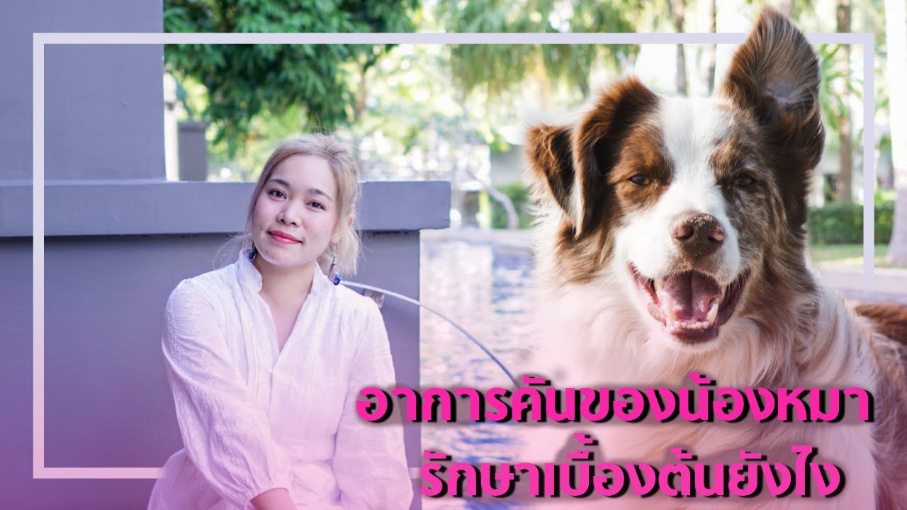 หมาคัน แมวคัน รักษาเบื้องต้นแบบนี้