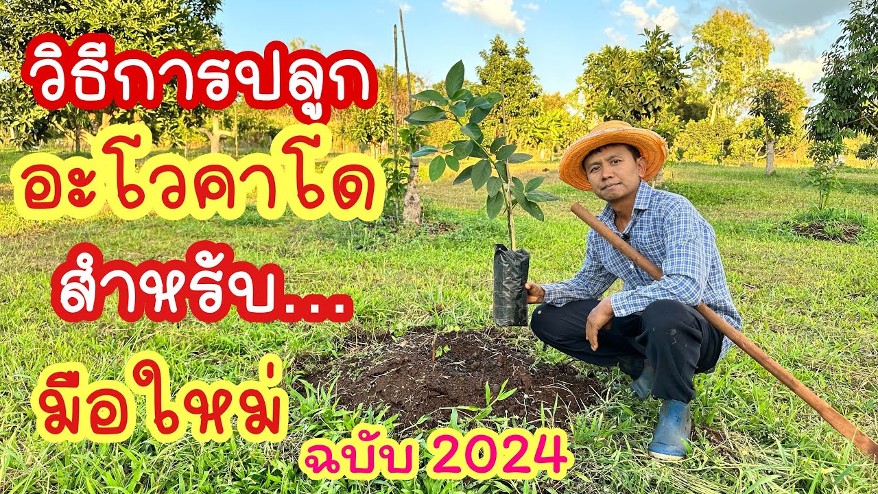 #วิธีการปลูกอะโวคาโด สำหรับมือใหม่ ฉบับ2024 #avocado #อะโวคาโด #ผลไม้ #เกษตรผสมผสาน