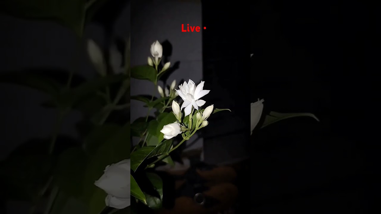 Night Jasmine Blooming 😱🌸💮