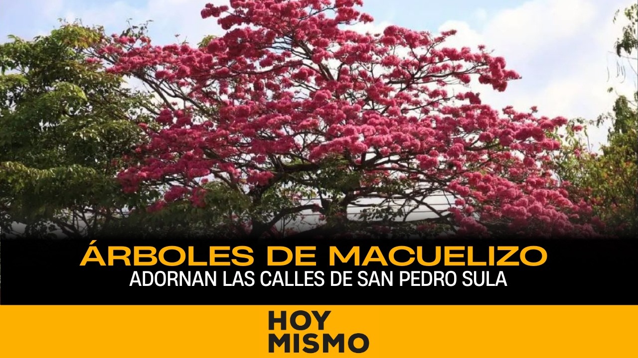 Árboles de macuelizo adornan las calles de San Pedro Sula.