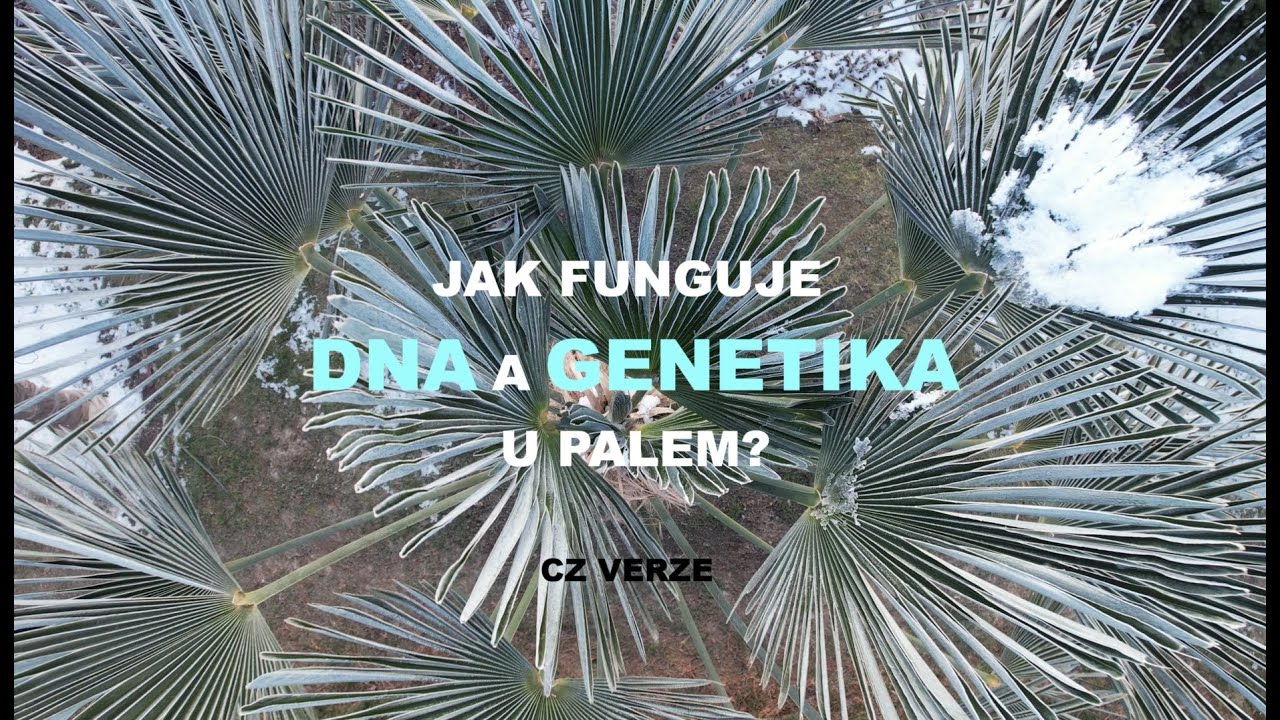 Palmy a Zahrady - TRAILER - CZ VERZE -MRAZUVZDORNOST PALEM: MÝTUS NEBO GENETICKÝ LIMIT? -4.12.2025