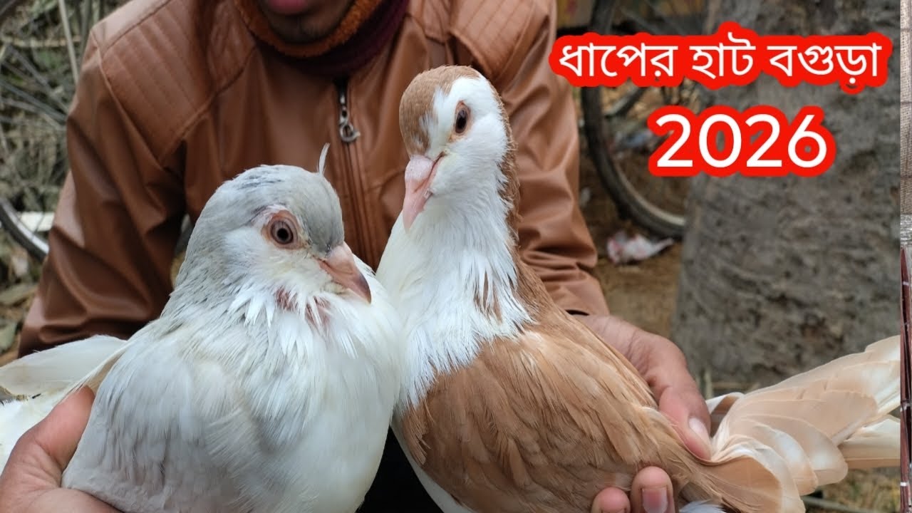 ধাপের হাটে কবুতরের দাম দর জানুন||কবুতরের দাম দর-২০২৬||pegion price bd-2026||ধাপের হাট বগুড়া||