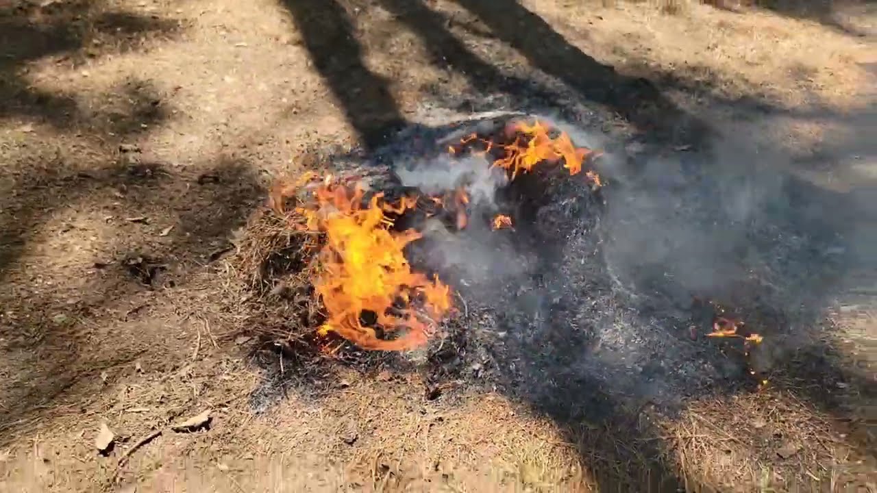 Burning Stuff 1252: Pine Straw Cleanup