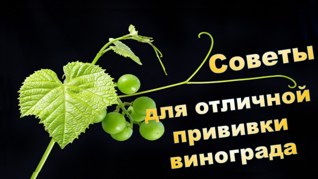 Советы для отличной прививки винограда