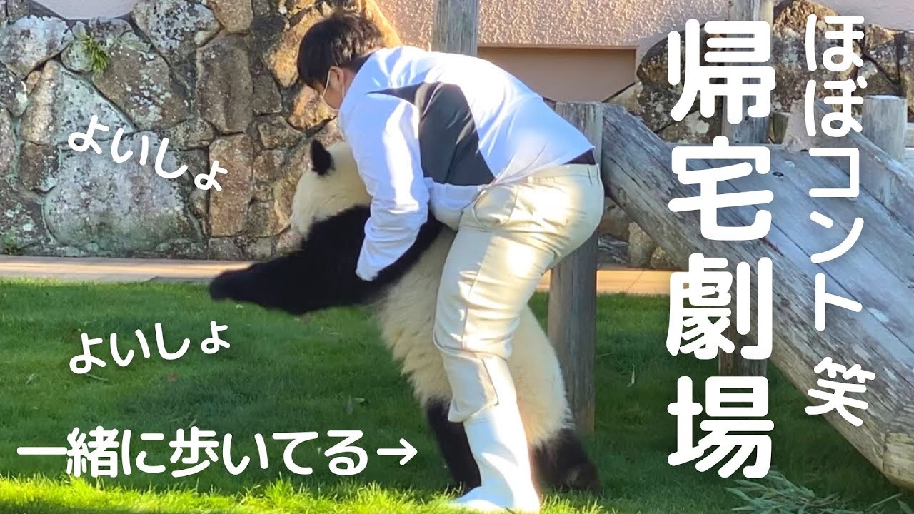 これはもぅ..漫才😂逃げる→捕まるw飼育員さんとの攻防がかわいい今日の帰宅🐼子パンダ楓浜🍁