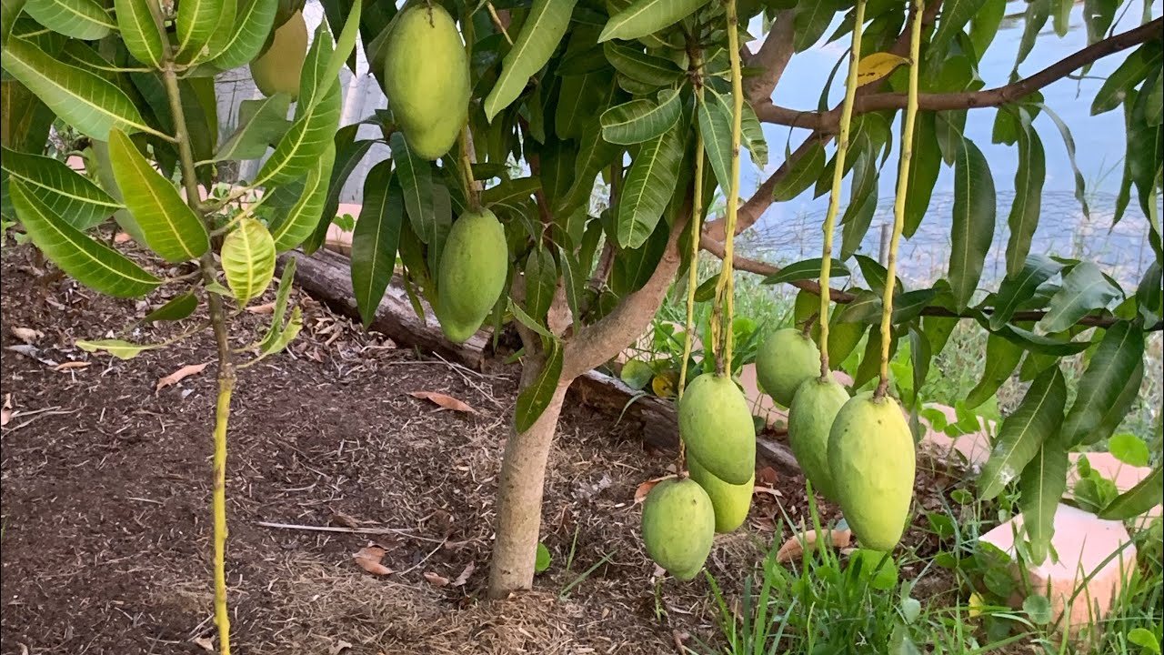 High density Mango tree update in Florida May 2023 update