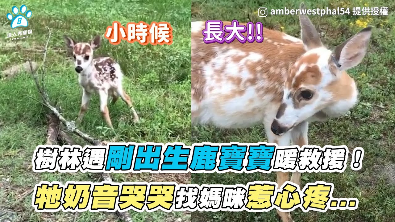 【樹林遇剛出生鹿寶寶暖救援！ 牠奶音哭哭找媽咪惹心疼...】