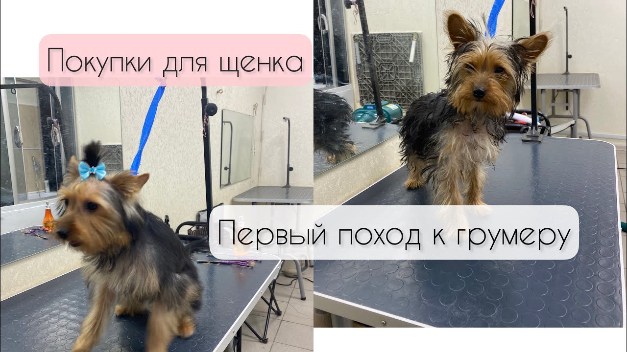 Первый поход к грумеру ✂️ Покупки для щенка🐶
