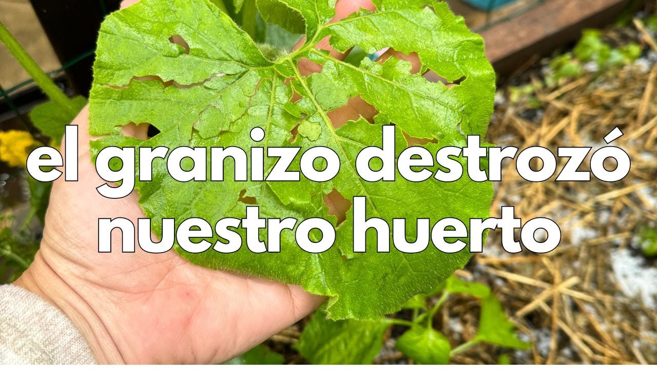 Recuperar tus PLANTAS tras el GRANIZO (consejos prácticos)