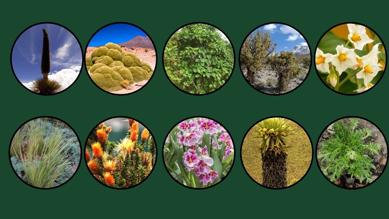 10 Plantas Incríveis da Cordilheira dos Andes! 🏔️ Tesouros da Montanha