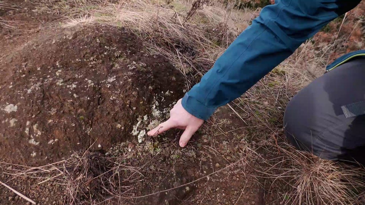 Botanici objevili v Česku dosud neznámé druhy lišejníků