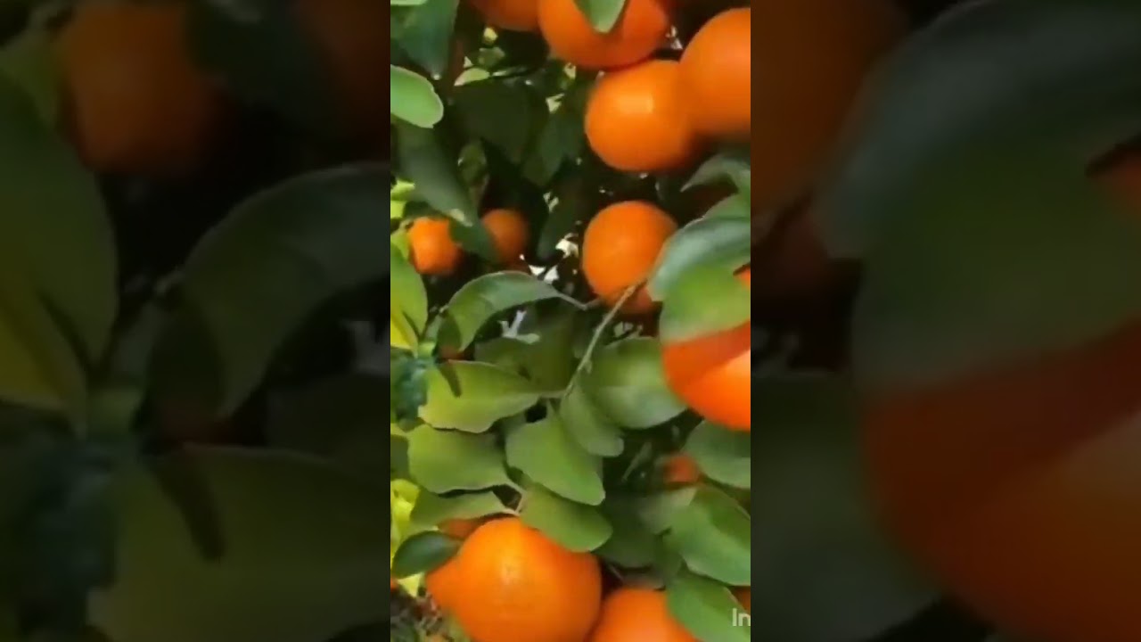 I Found Something INCREDIBLE in This Malta Tree #Shorts