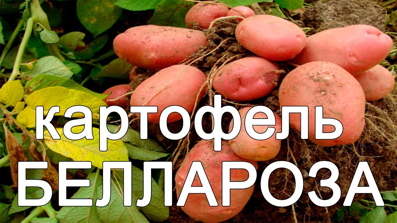 Насіннєва картопля Белароза