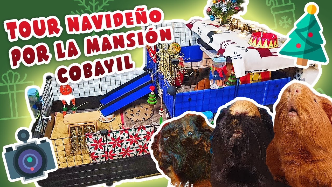 🏰 TOUR RECINTO C&C DE 2 PISOS + 🛍️ DESPENSA + 💉 BOTIQUÍN 🐹 COBAYAS / CUYOS / CUYES 🐹 NAVIDAD 2020 🎄