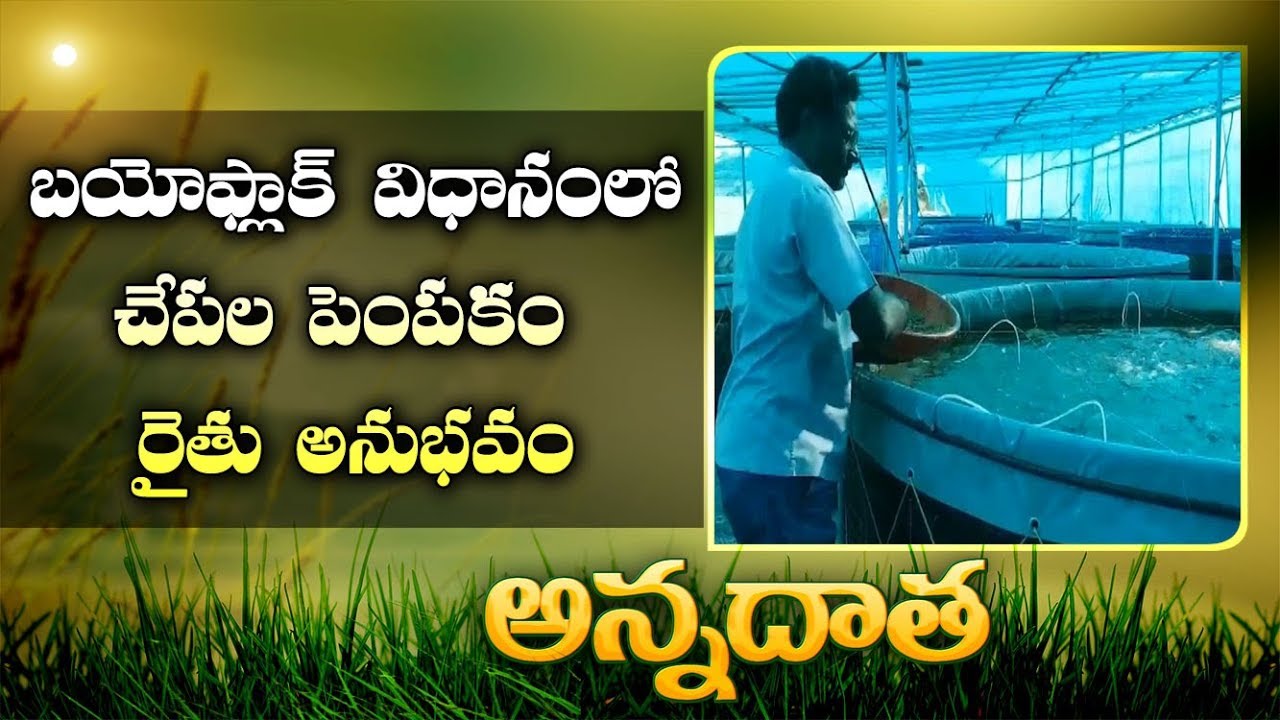 Fish Cultivation | with Less Water Using Bio Floc Technology | by Nalgonda Farmer