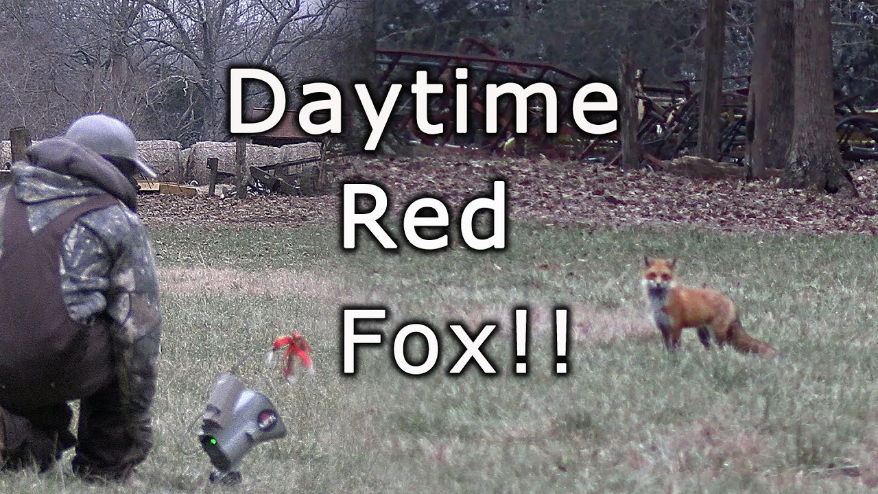 Calling Daytime Red Foxes In Kentucky!!