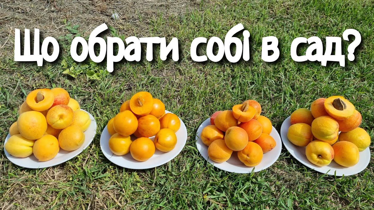 СЕРЕДНЬОПІЗДНІ СОРТИ АБРИКОСА. АЛЬБІНОВА / СЕЛЕНА / КРИМСКИЙ АМУР / АПРІУМ