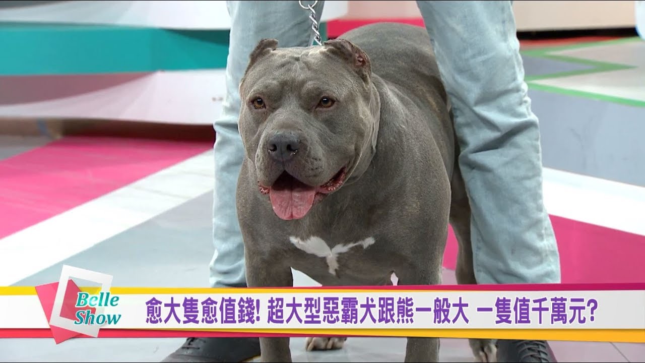 狗界巨人! 大型惡霸犬外型兇猛個性溫馴 每隻要價百萬元? 國民大會 20190412 (預告)