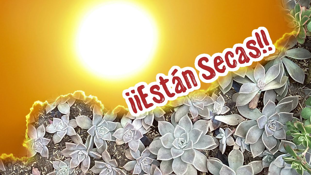 Se me secan las suculentas | Finca Dracula