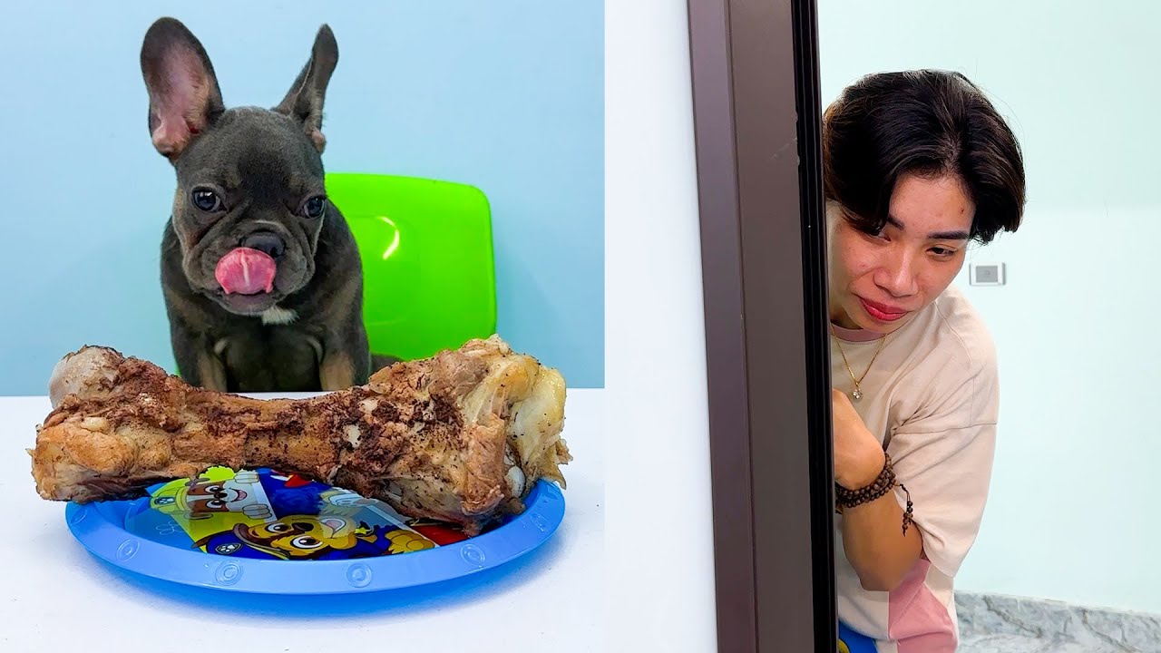 Mom tests Mun Dog's patience with a giant bone | Funny Dog Video