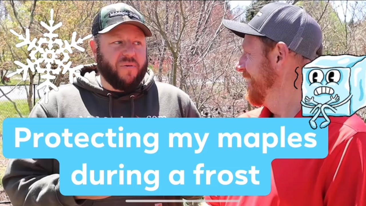 How To Protect Your Japanese Maple From Frost