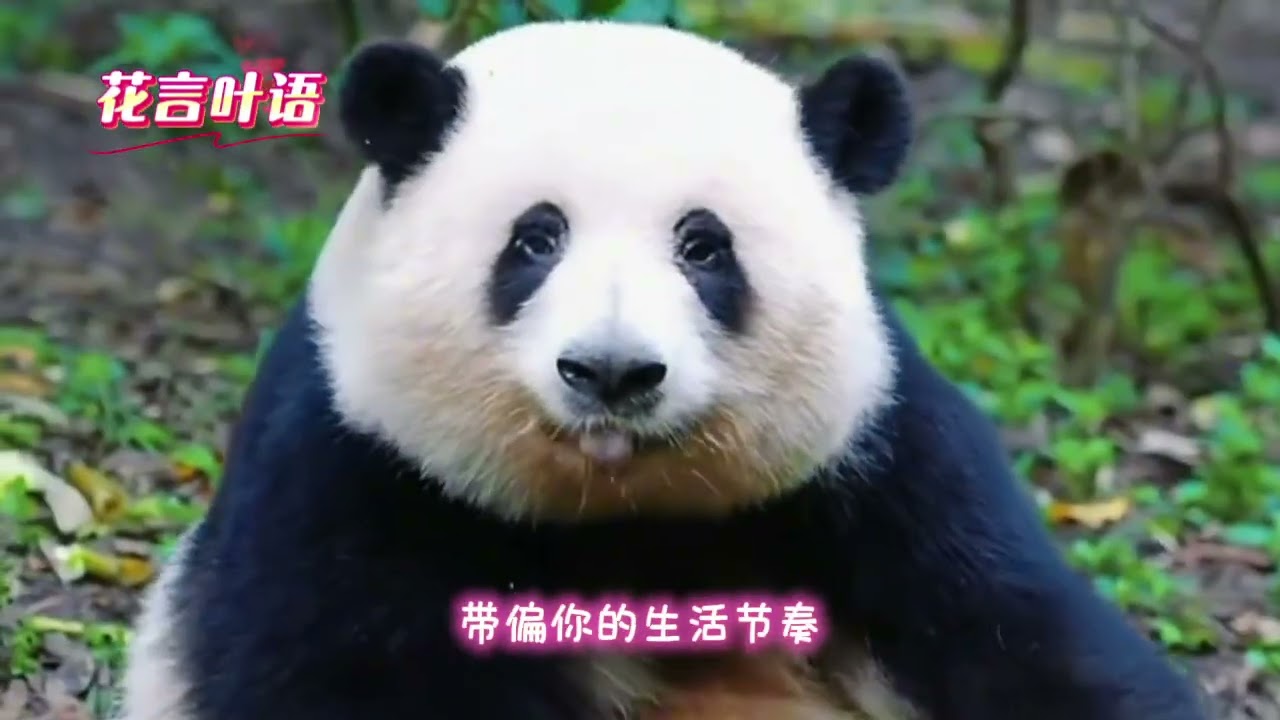 【花言叶语】好的人生不慌不忙 #熊猫花花 #和花和叶 #治愈系 #自我成长