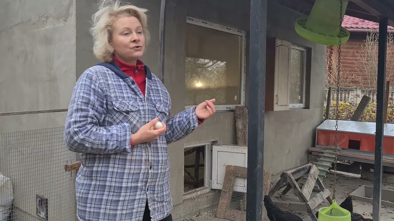 Польські кури барбез'є. В нас сюрприз!