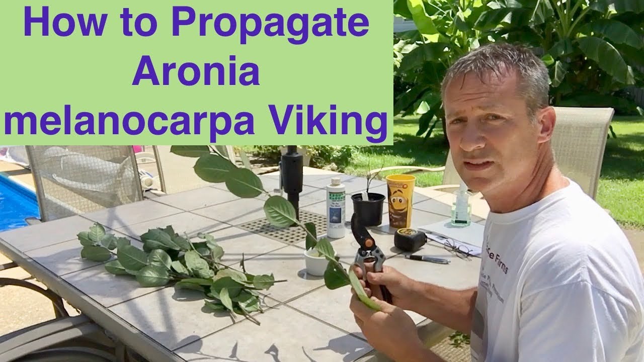 Как размножить черноплодную рябину (Aronia melanocarpa) Viking