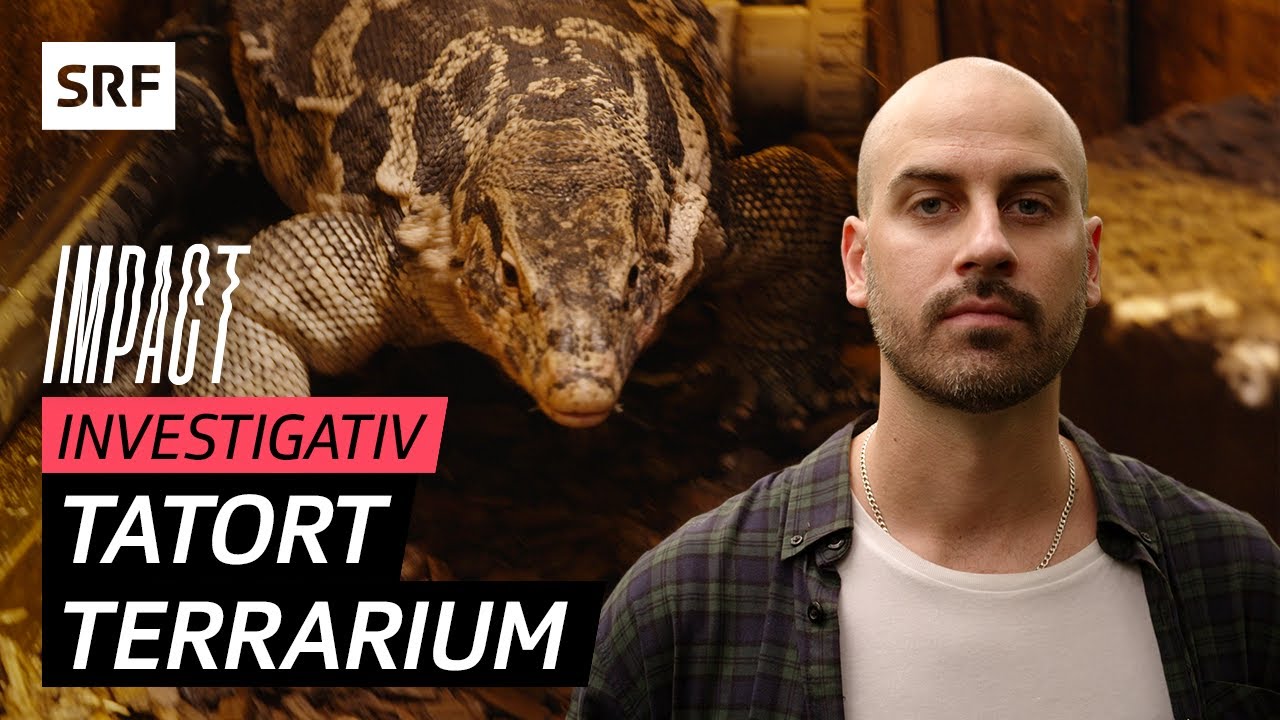 Verkrüppelte Reptilien – Warum exotische Tiere in der Schweiz oft leiden | Impact Investigativ | SRF