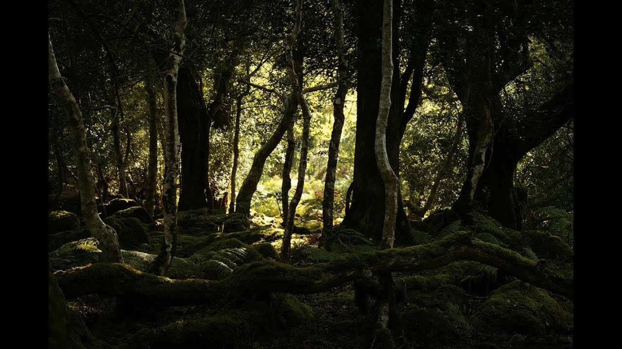 Junuh Sees The Field - Rachel Portman