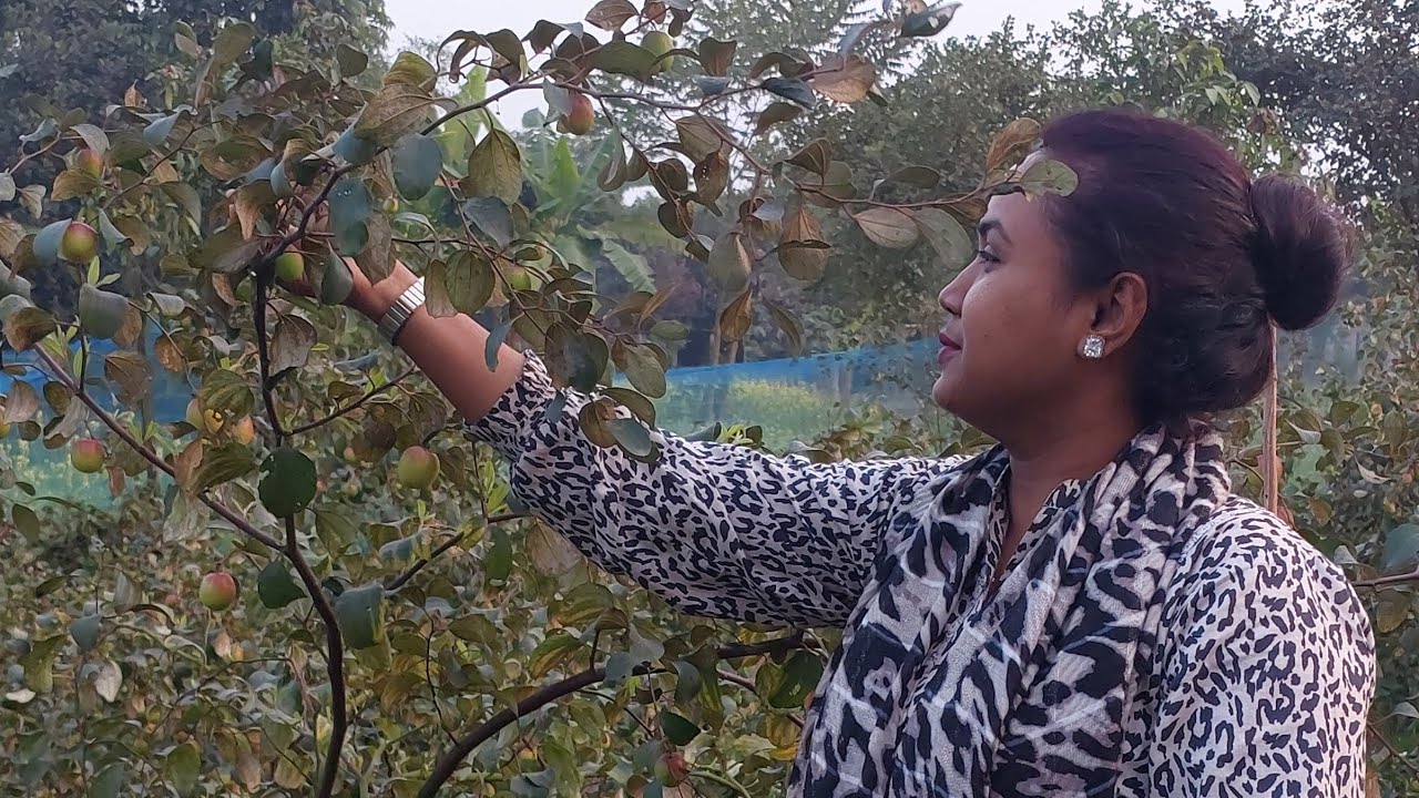 কূলের রাজ্যে হারিয়েছি নিজেকে🥰😍 #nature #kul #boroi #video #ytshorts #jujubi #jujubefruit #keraniganj
