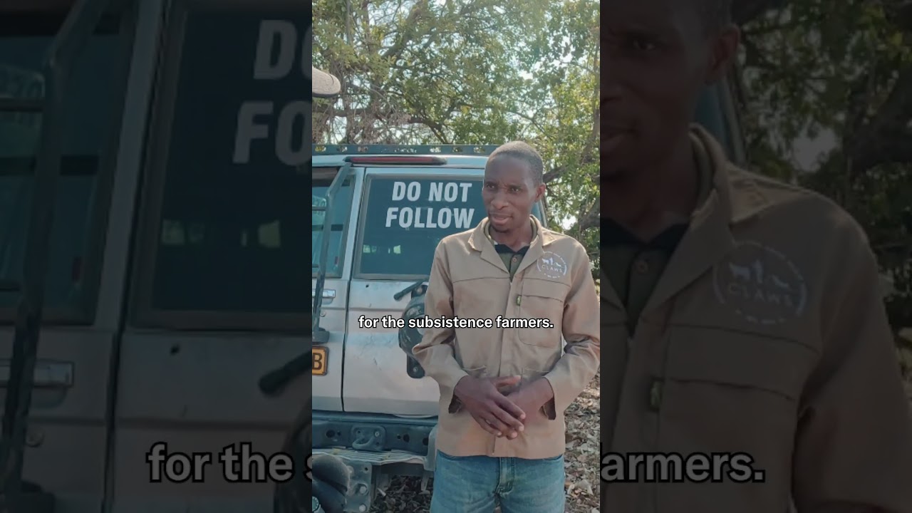 Living with Lions: Reducing Human-Wildlife Conflict in Botswana