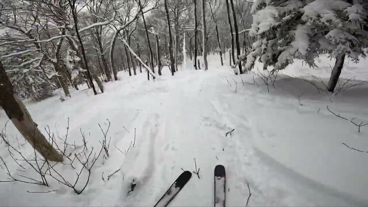 Pico Resort: three fun tree skiing zones!