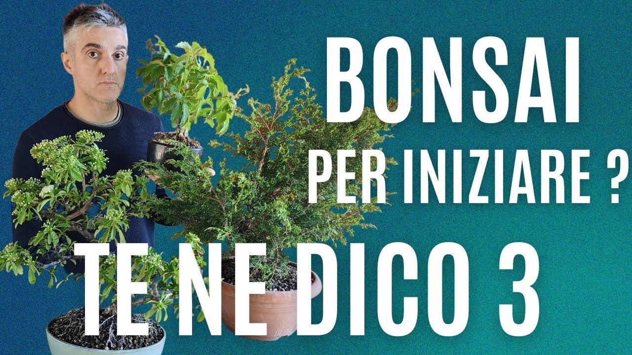 COME INIZIARE a FARE BONSAI , 3 PIANTE per PRINCIPIANTI