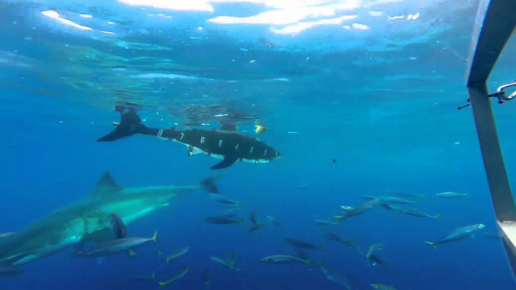 Zo meet je de lengte van een witte haai | Island of the Mega Shark